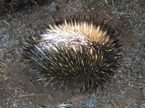Western Short-beaked Echidna