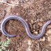 Levant Worm Lizard - Photo (c) Roberto Sindaco, some rights reserved (CC BY-NC-SA), uploaded by Roberto Sindaco