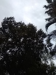 Bocconia arborea