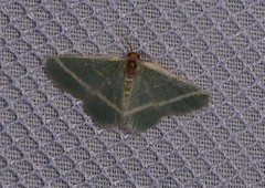 Mixocera latilineata