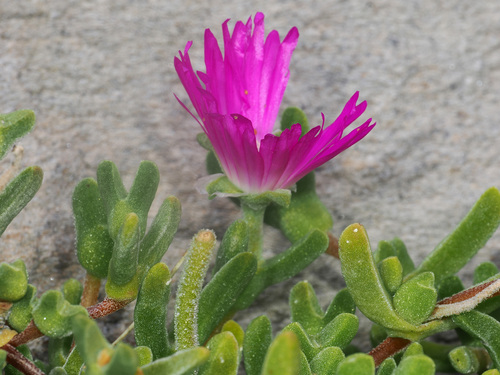 Mesembryanthemum tinctum L. Bolus