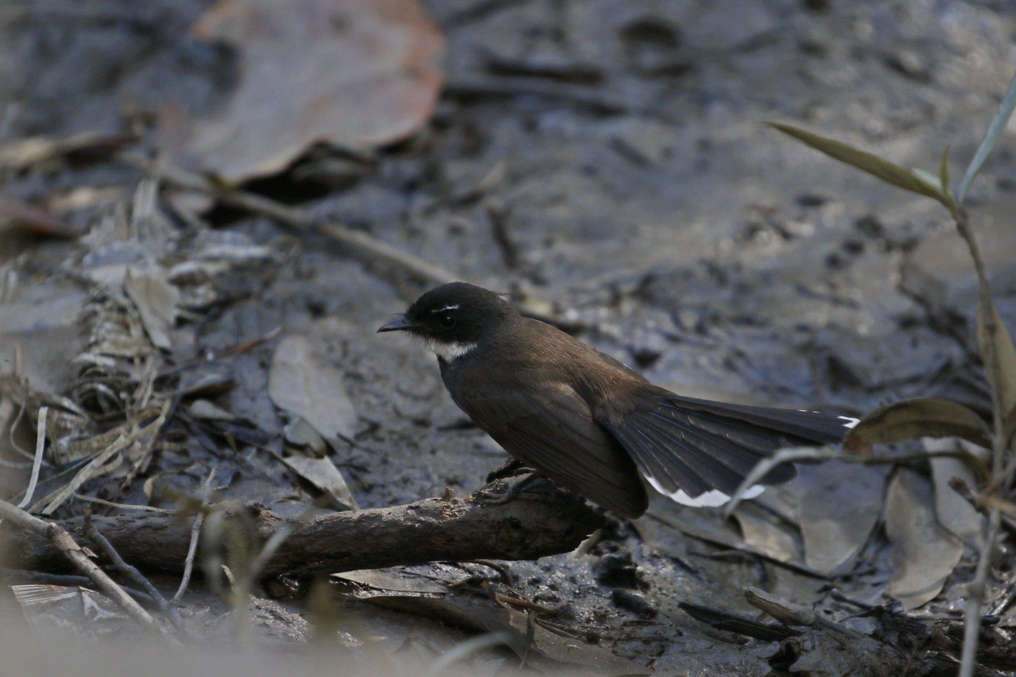 Sunda Pied Fantail (Rhipidura javanica), photo 4