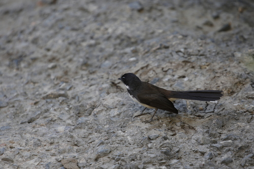 Sunda Pied Fantail (Rhipidura javanica), photo 4