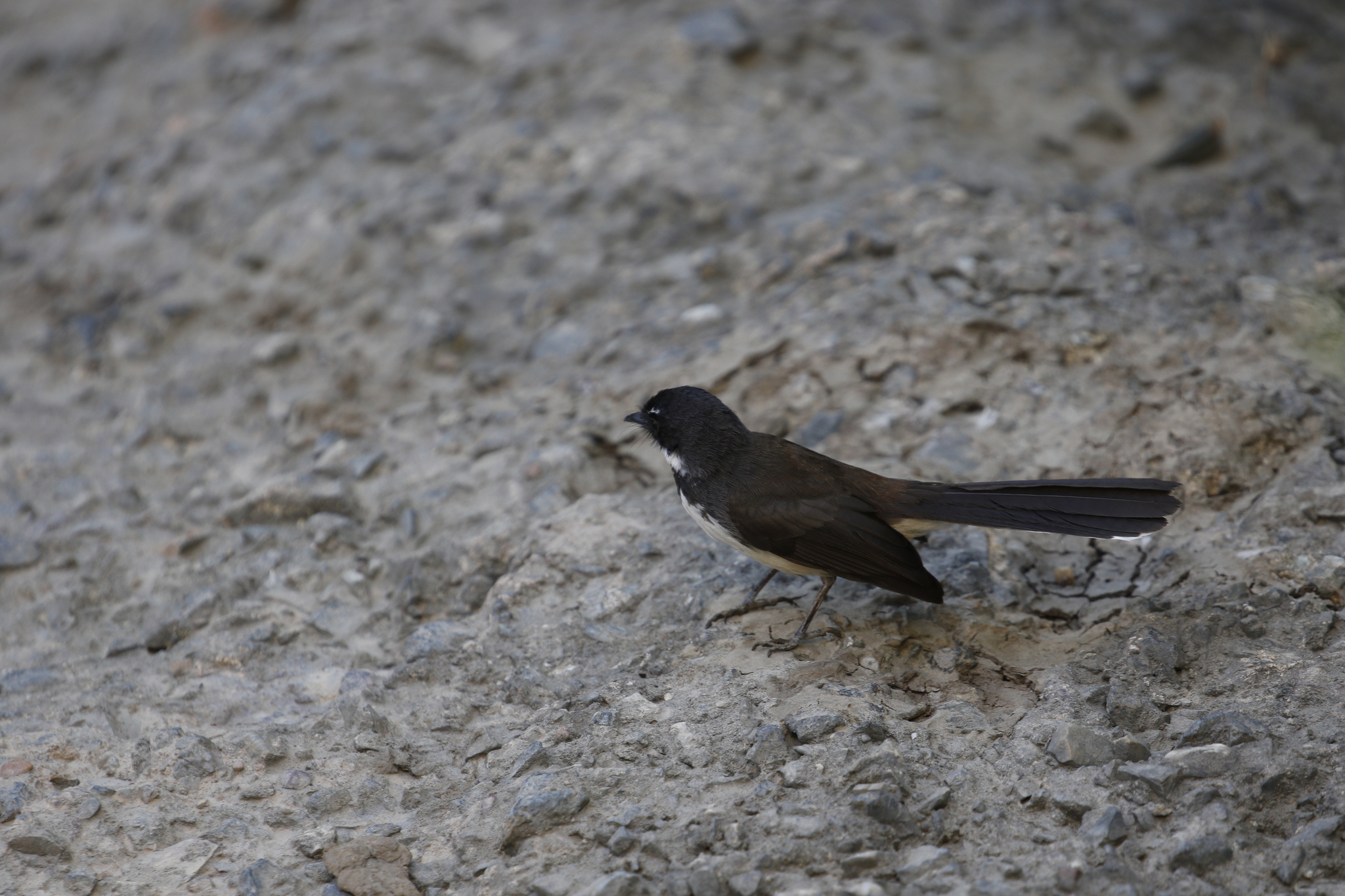 Sunda Pied Fantail (Rhipidura javanica), photo 5