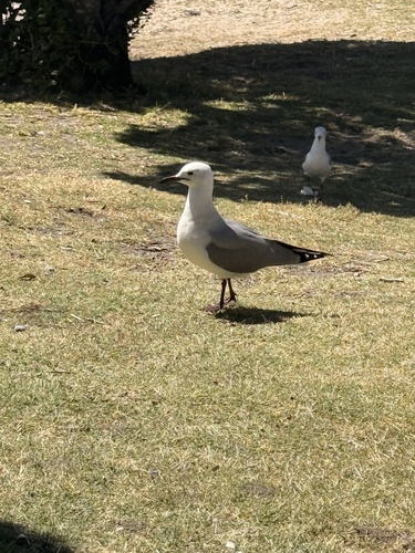 Hartlaub's Gull (Chroicocephalus hartlaubii), photo 4