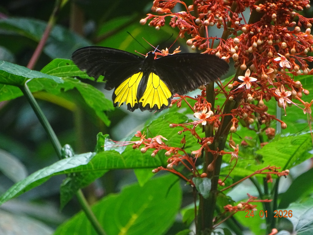 Common Birdwing (Troides helena)