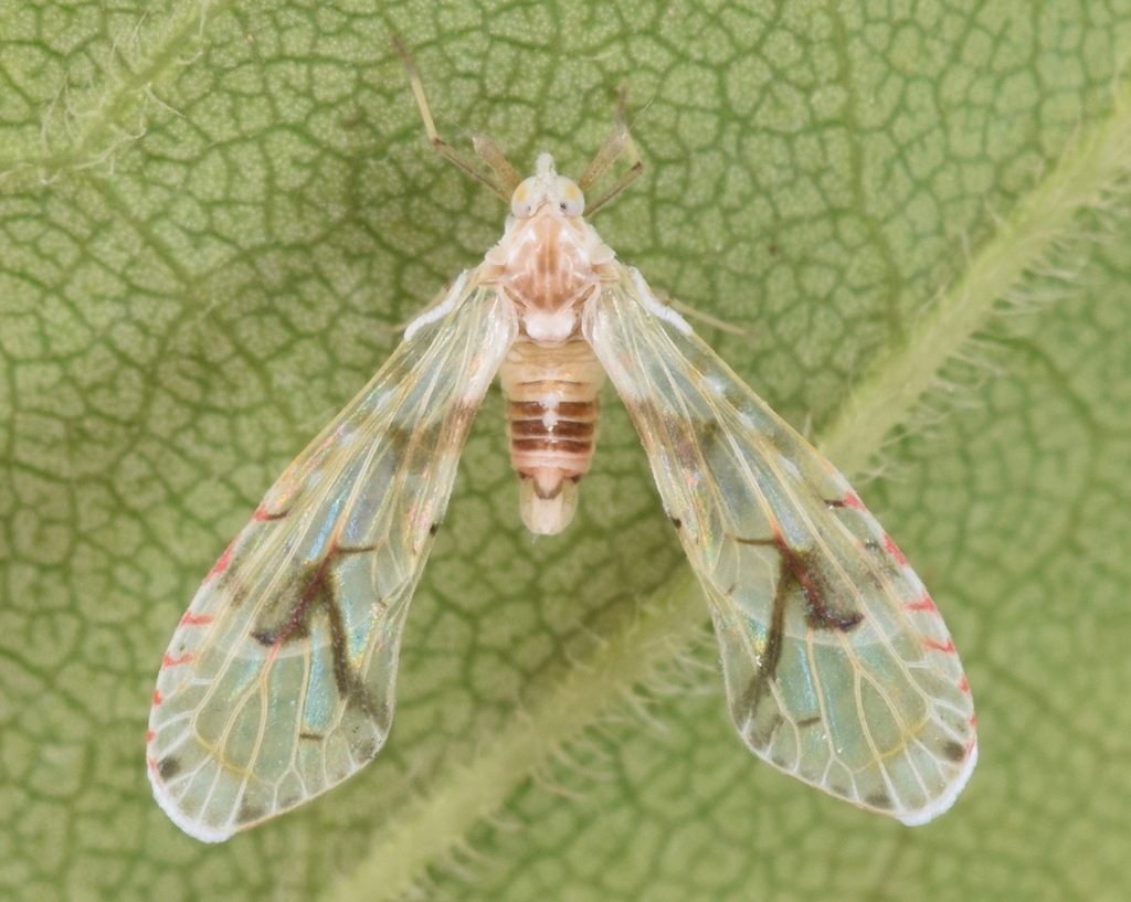 Anotia robertsonii