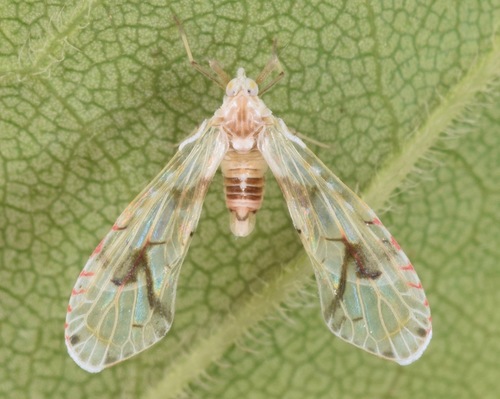 Insects Id: Anotia robertsonii, Anotia robertsonii