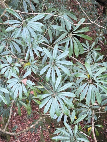 Heptapleurum taiwanianum, photograph 6