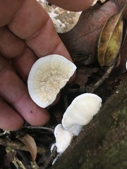 Trametes repanda
