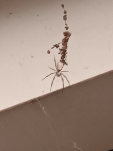 Australian Golden Orbweaver