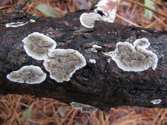 Stereum sanguinolentum