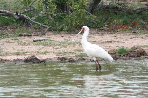 iNaturalist: (c) antoine_vespe, some rights reserved (CC BY-NC) iNaturalist image