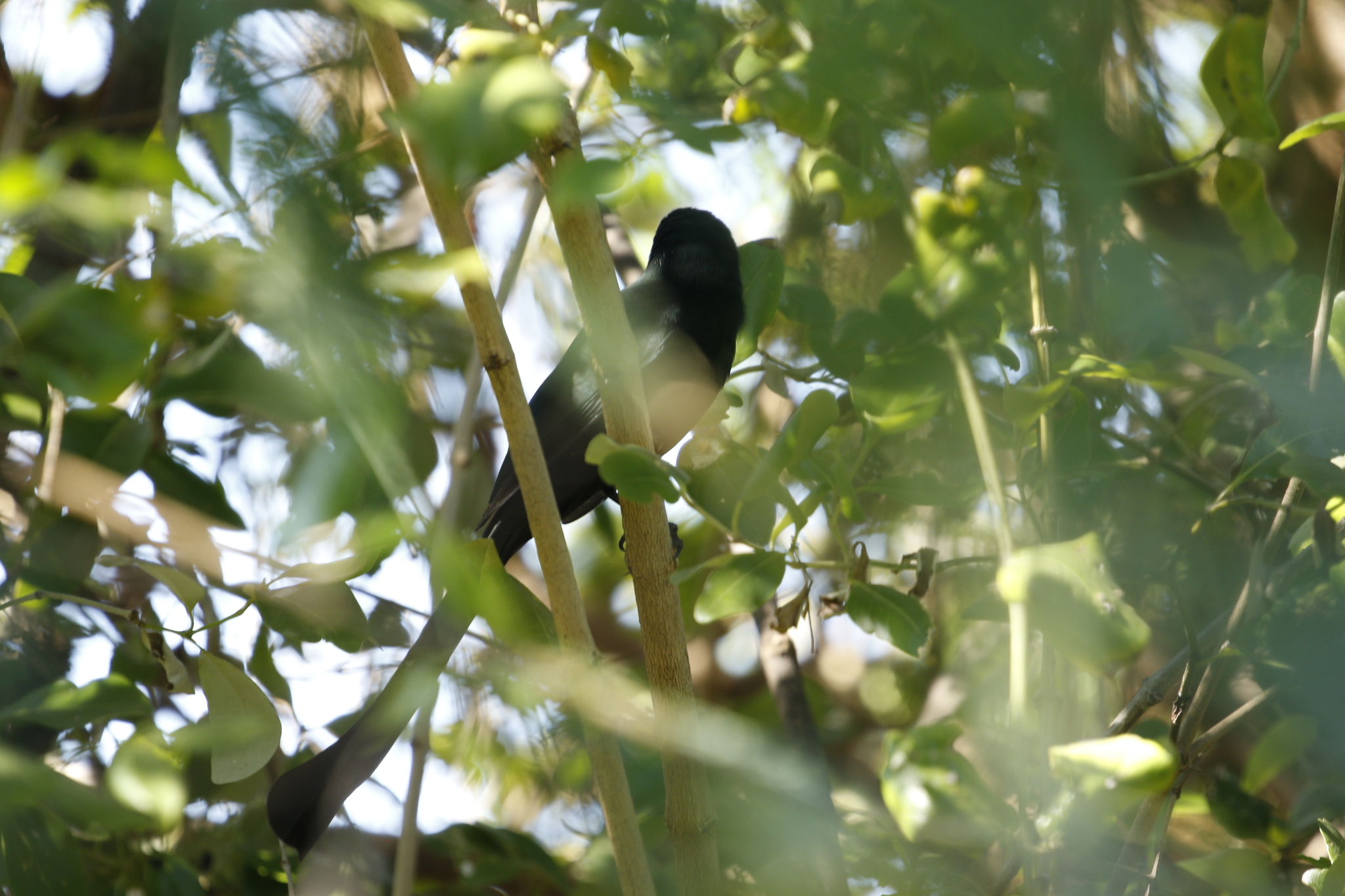 Racket-tailed Treepie (Crypsirina temia), photo 1