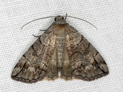 Dysbatus stenodesma
