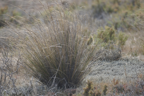 Image of Gahnia filum by (c) Rod Lowther, some rights reserved (CC BY)
