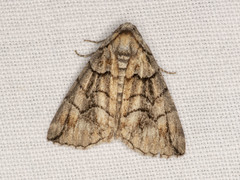 Dysbatus stenodesma