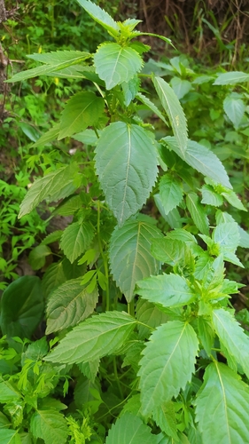 Annual mercury