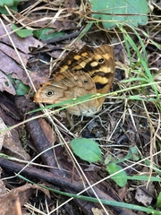 Heteronympha paradelpha