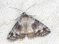 Dysbatus stenodesma