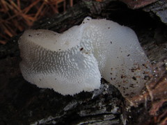 Pseudohydnum gelatinosum