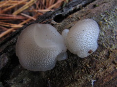 Pseudohydnum gelatinosum