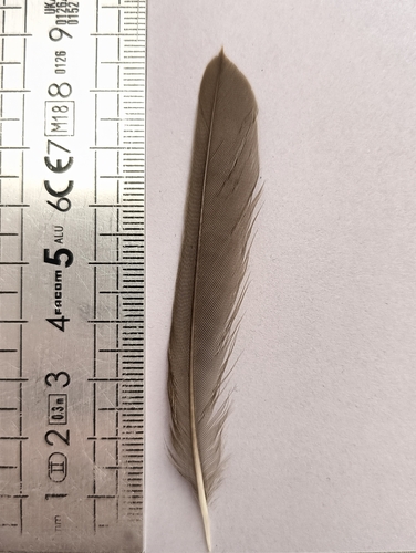 Plume de Grive mauvis