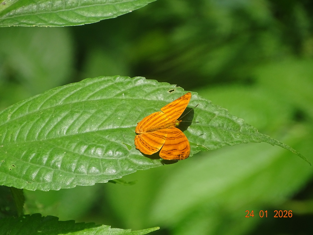 Chersonesia rahria (Chersonesia rahria)