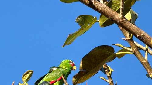 White-fronted Amazon (Amazona albifrons), photo 2