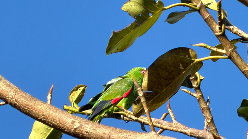 White-fronted Amazon (Amazona albifrons), photo 3