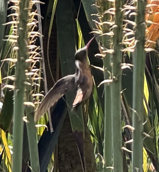 Cinnamon Hummingbird (Amazilia rutila), photo 3