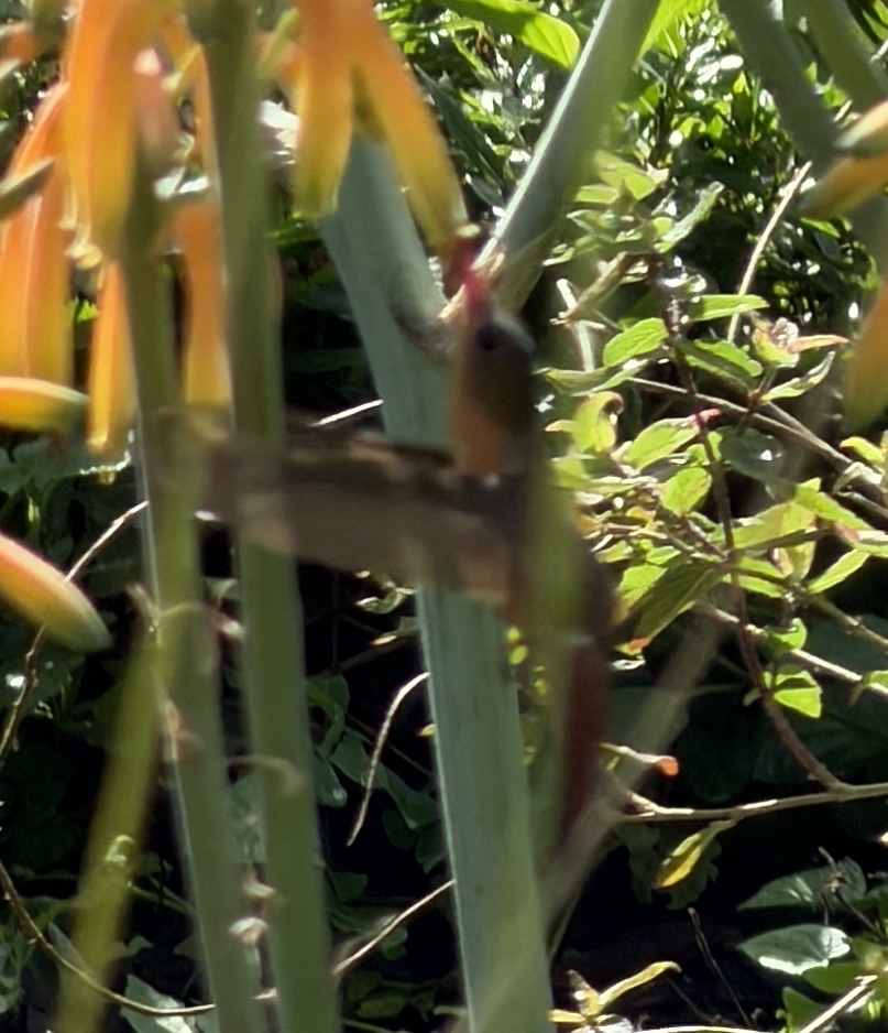 Cinnamon Hummingbird (Amazilia rutila), photo 4