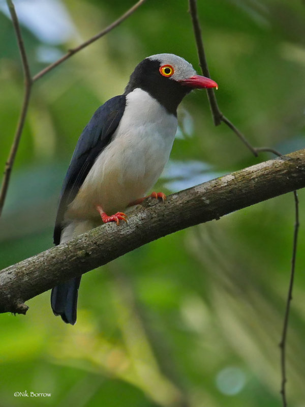 Red-billed Helmetshrike (Prionops caniceps) photo