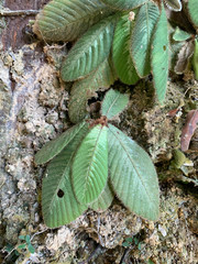 Acrotrema costatum