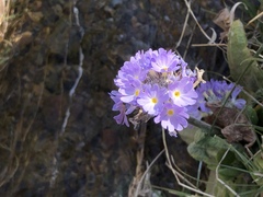 Primula erythrocarpa