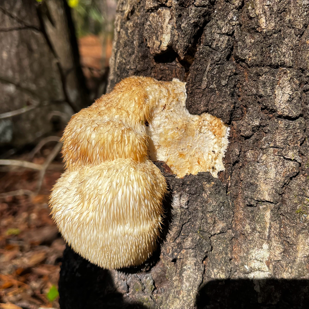 Hericium erinaceus · January 2026 · photo: © dmitry1 (iNaturalist, cc-by)