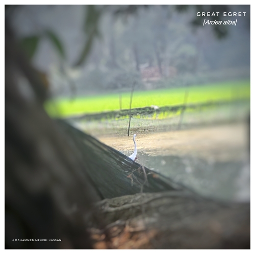 Great Egret