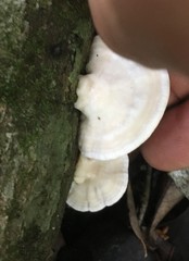 Trametes repanda