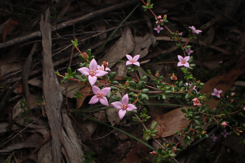 Island Boronia (Boronia edwardsii)