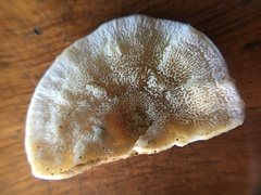 Trametes repanda