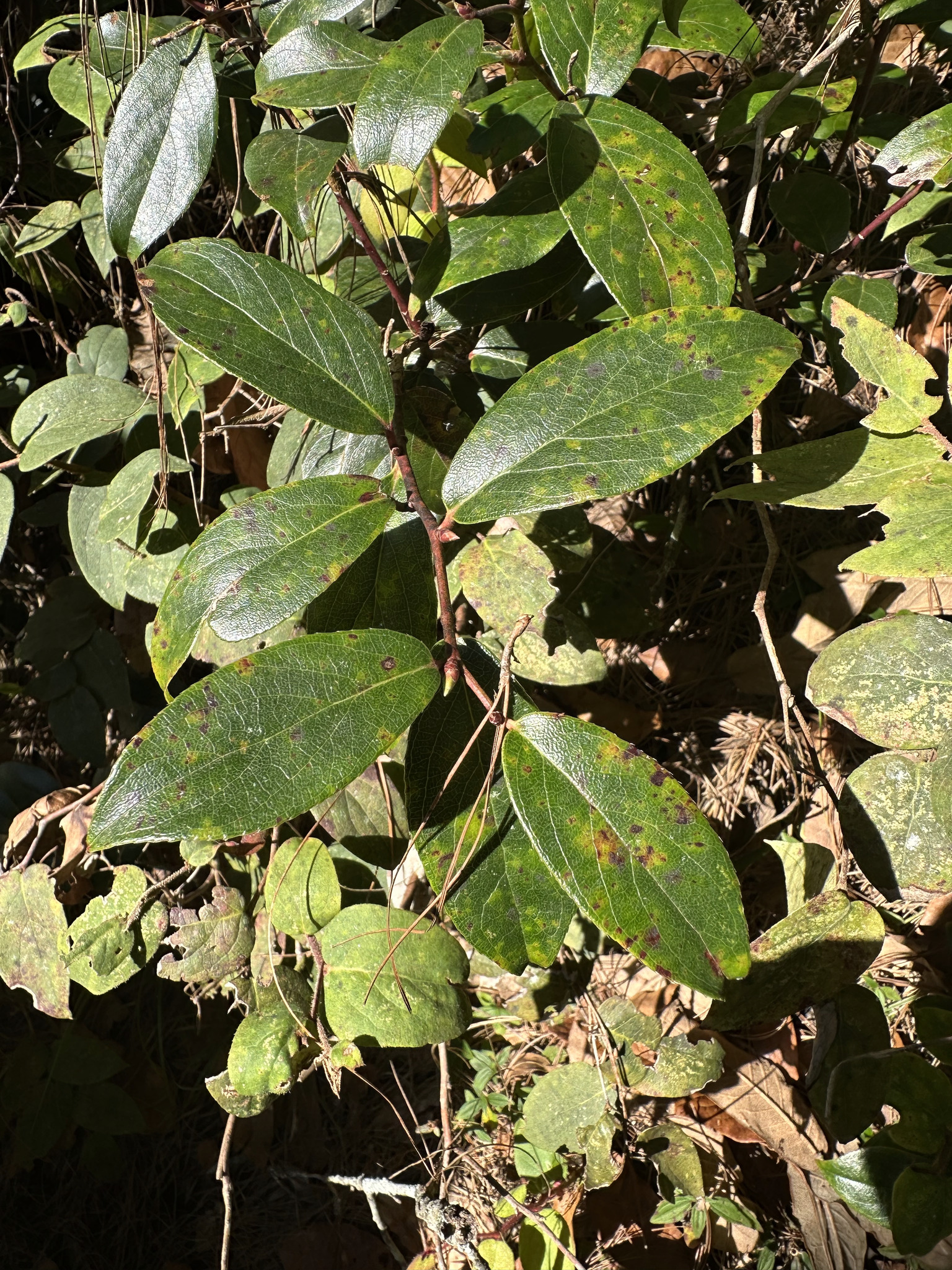 Gaultheria acuminata