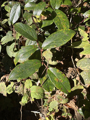 Gaultheria acuminata