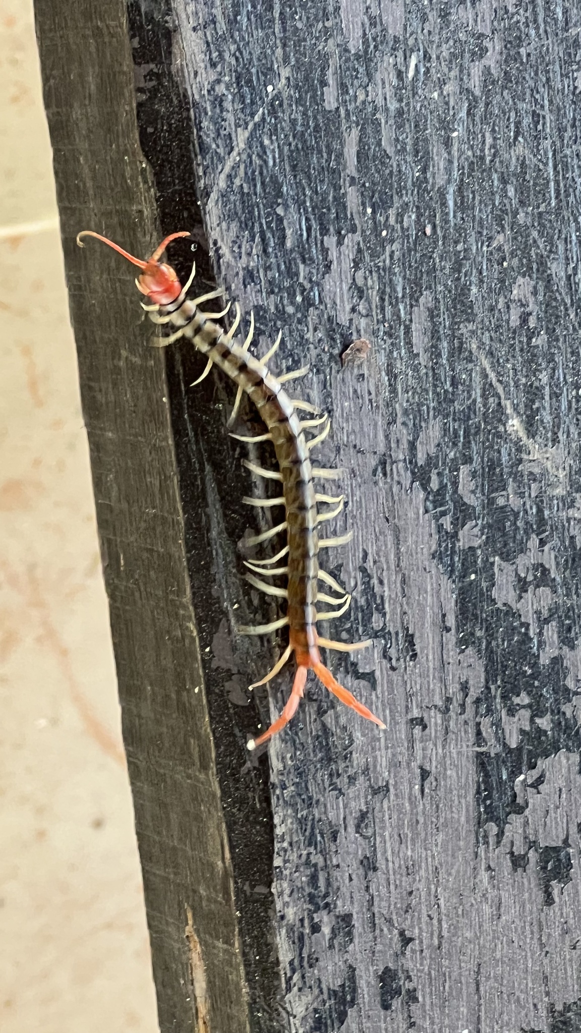 Scolopendra morsitans Linnaeus, 1758