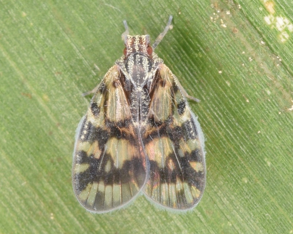 Cixiid planthoppers
