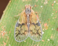 Bothriocera maculata