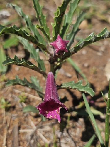 Pterodiscus saccatus Burch.