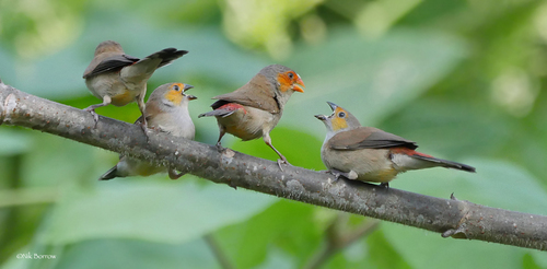 Orange-cheeked Waxbill