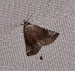 Mataeomera mesotaenia