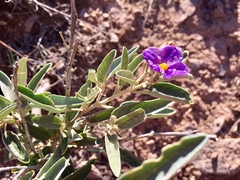 Solanum coactiliferum