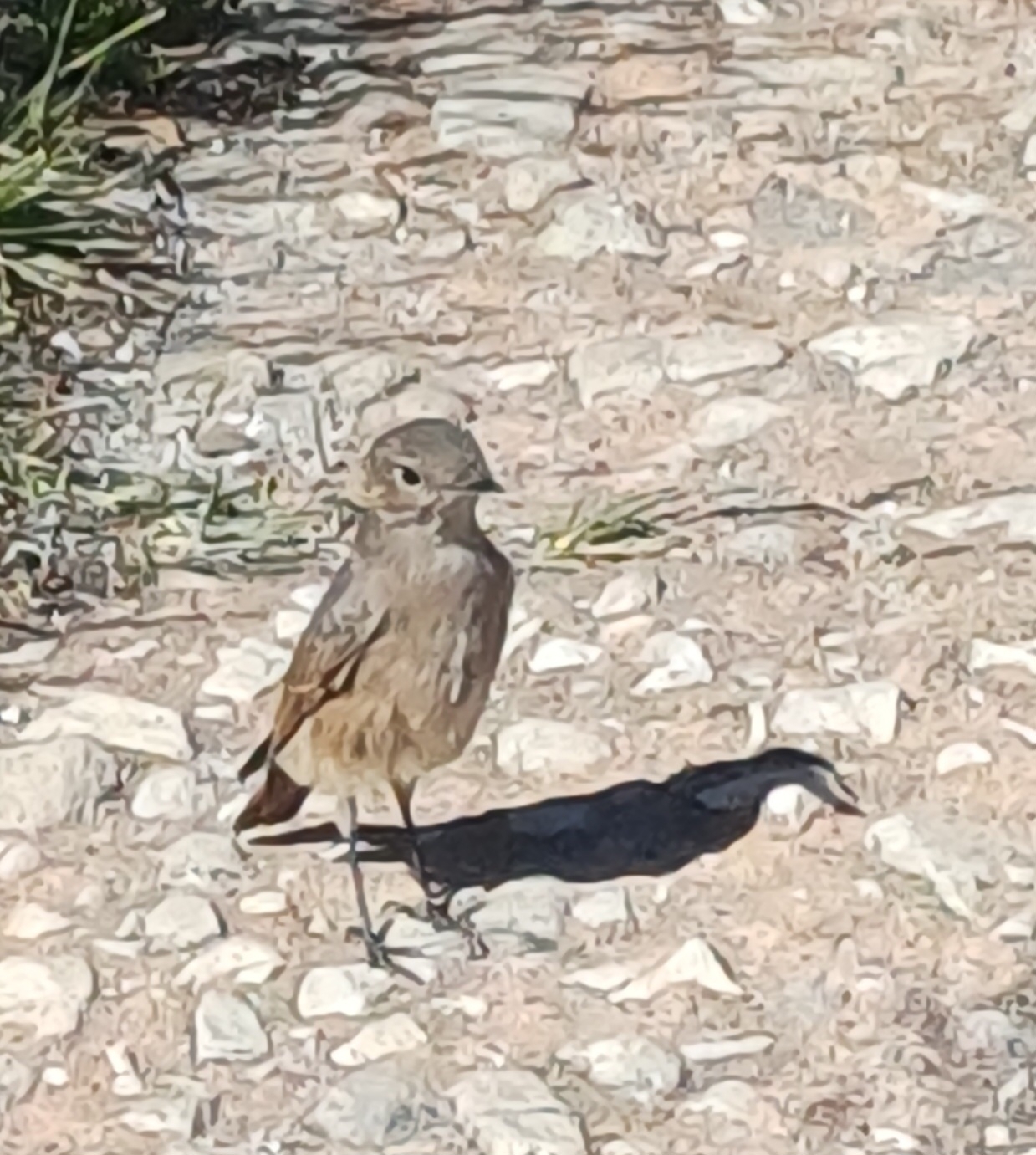 Familiar Chat (Oenanthe familiaris), photo 1